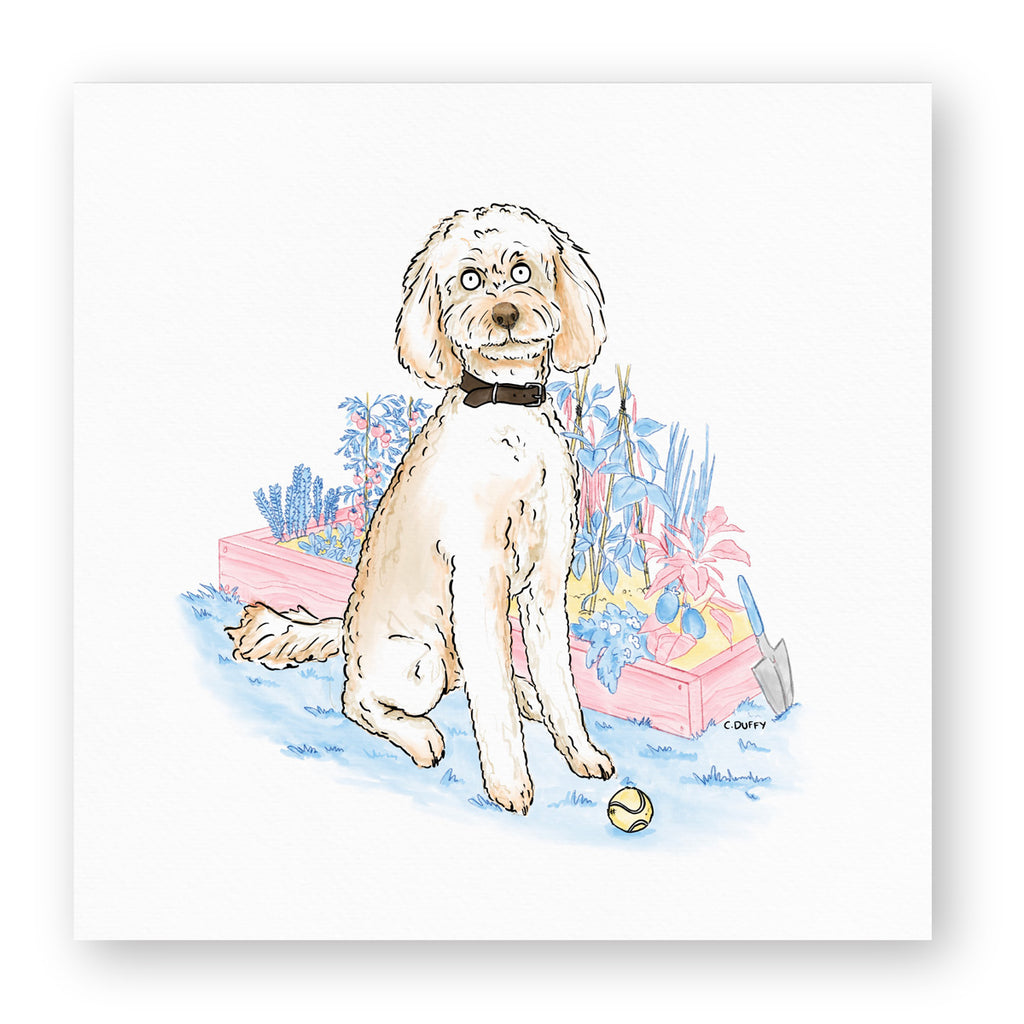 An accurate depiction of a spaniel cross poodle dog sitting in front of a garden bed with a tennis ball. The digital illustration is in a cartoon style and features in a white square with drop shadow